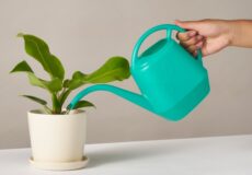 بهترین آب برای گیاهان